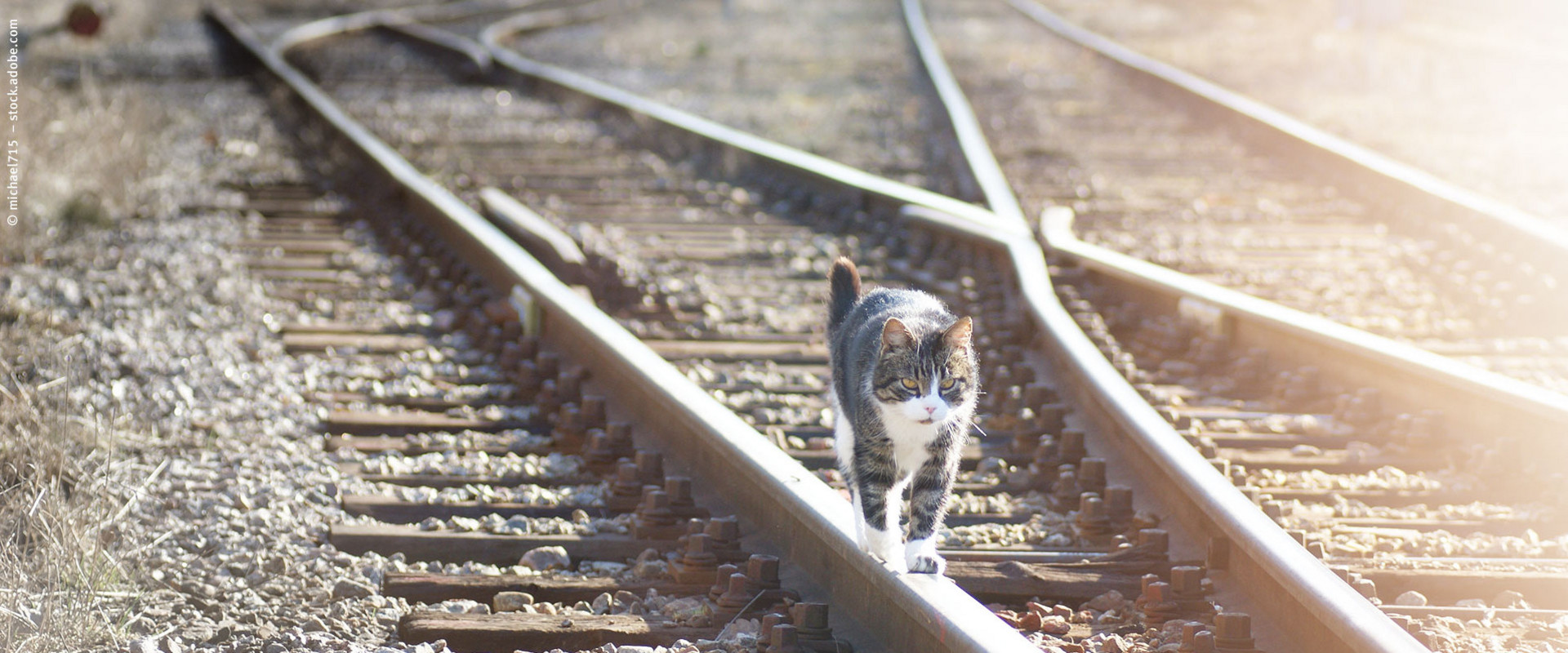 Eine Katze läuft die Gleise entlang
