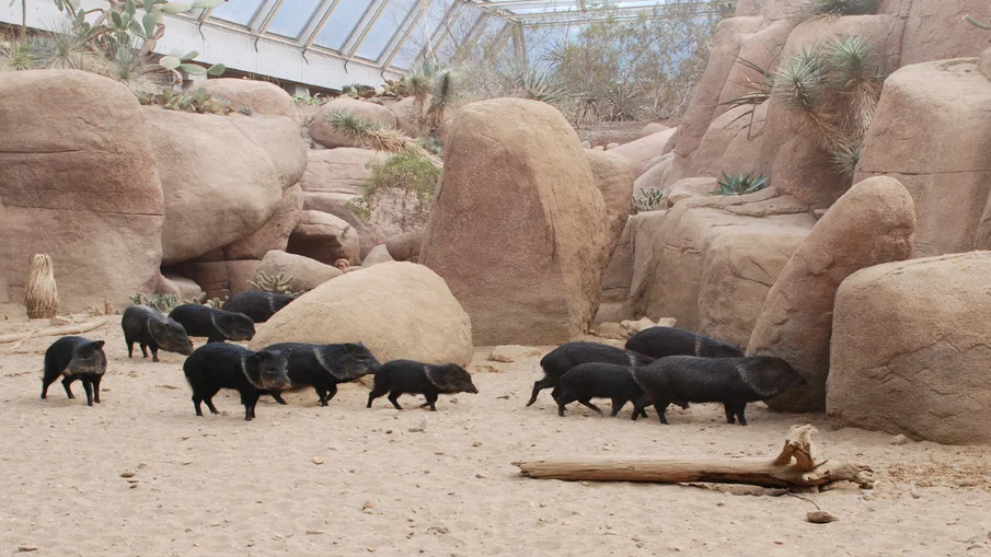 Eine Gruppe von Wildschweinen im Burger's Zoo in Arnhem