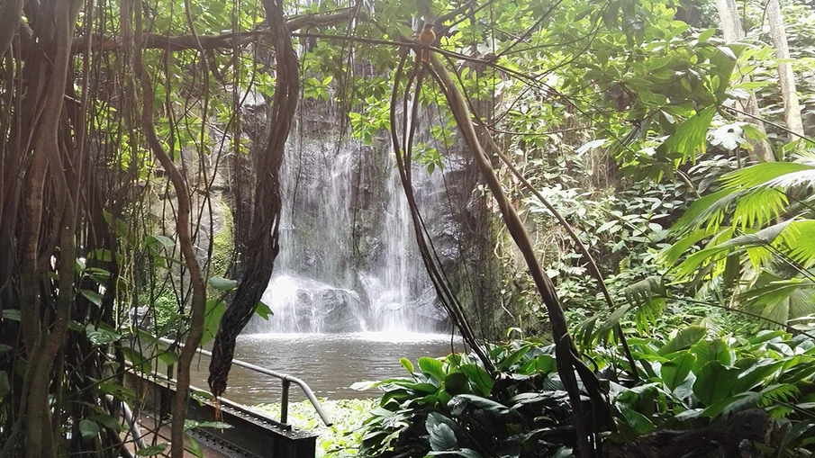 Ein Wasserfall im Burger's Zoo Arnhem