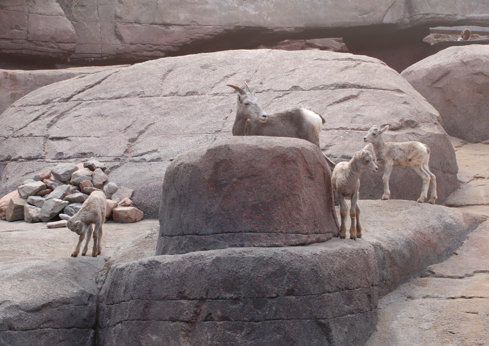 Steinböcke im Gehege des Burger's Zoo in Arnhem