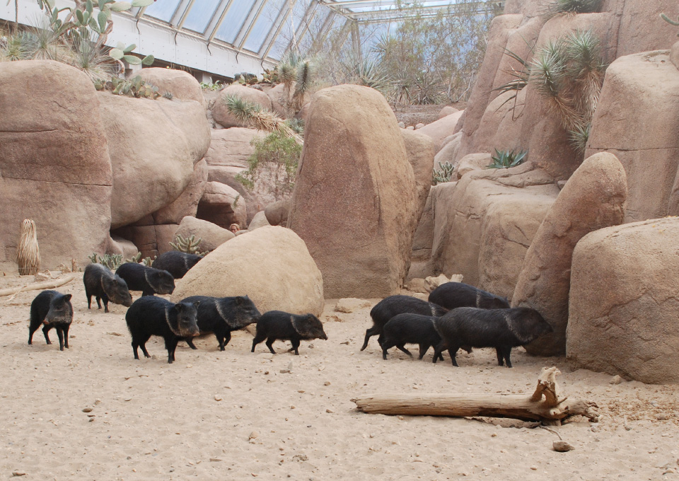 Eine Gruppe von Wildschweinen im Burger's Zoo in Arnhem