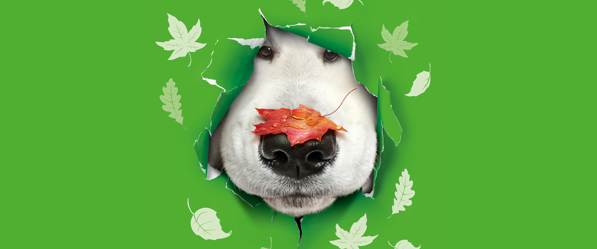 Ein Hund schaut mit seinem Gesicht durch eine Wand und hat Blätter auf der Nase
