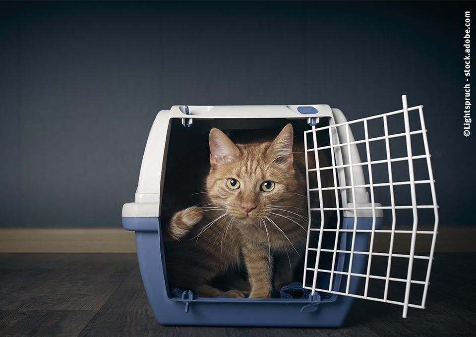 Katze kommt aus ihrer Transportbox